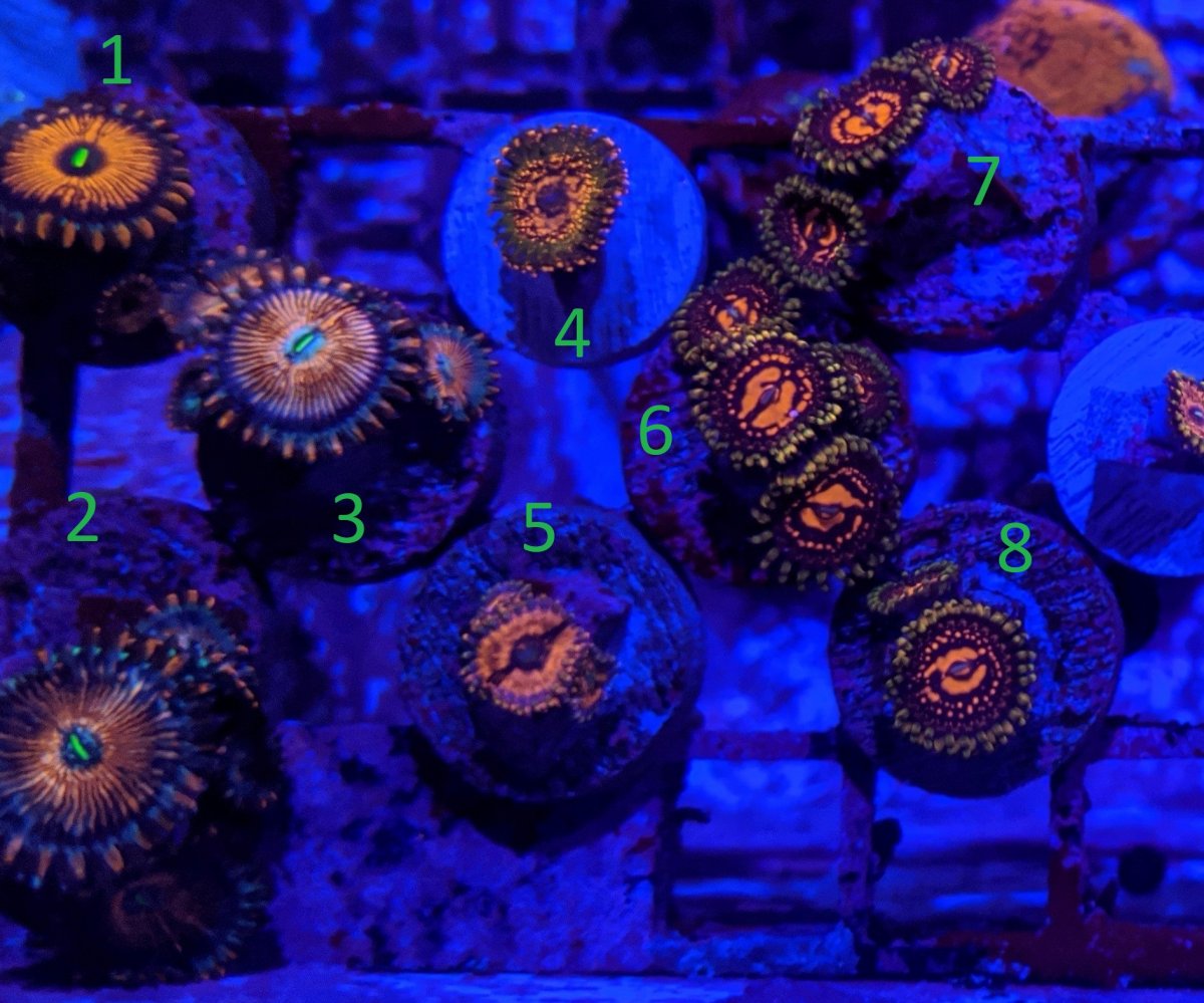 Kentucky - Lots of Zoas from cheap (5$) to high end ...
