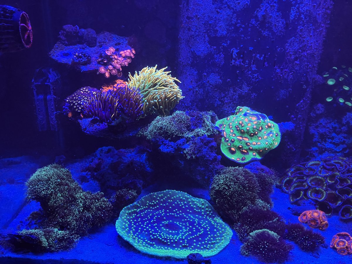Aquarium nerds rejoice! Drymate Aquarium Cleaning Mat, Reef Builders