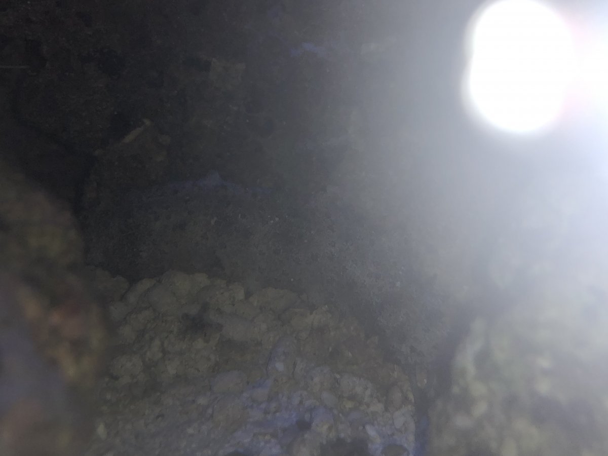3AE9DF11-28DF-48CC-B278-9509263F738E.jpeg