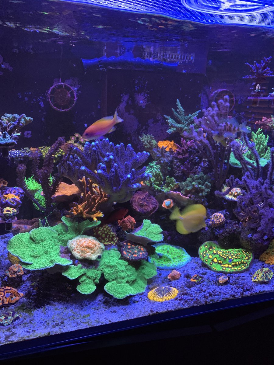 LRO Beat the Heat LIVE SALE!! Saturday, August 13th. $1, $5 Corals ...