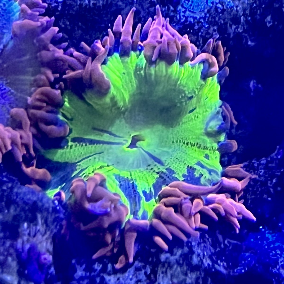 Favorite Anemone in Your Tank | Reef2Reef