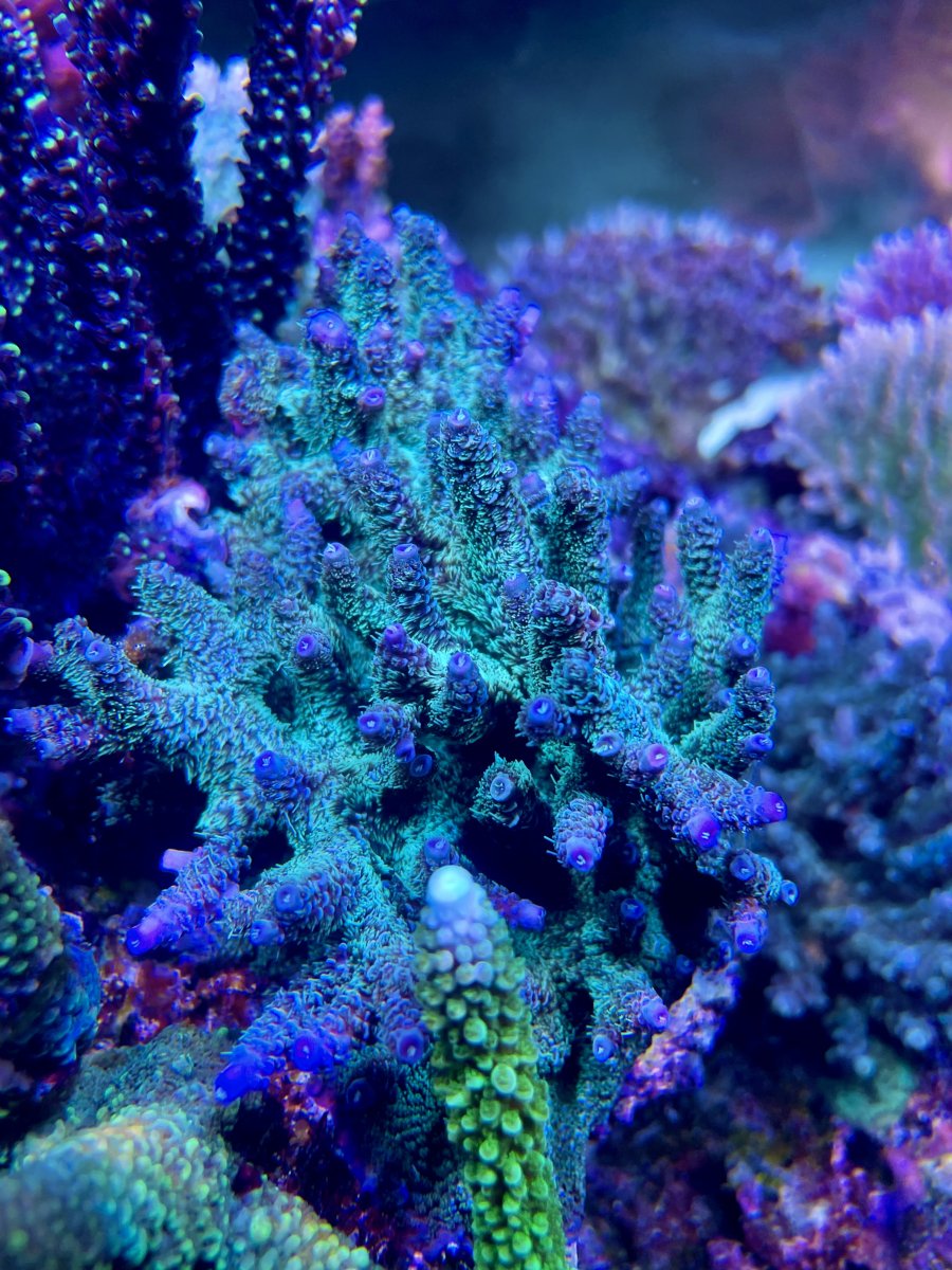 3E367D9D-AEC2-463E-A290-DD4EF68243B1.jpeg