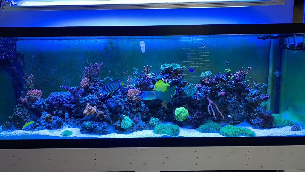 Tsa shop live fish