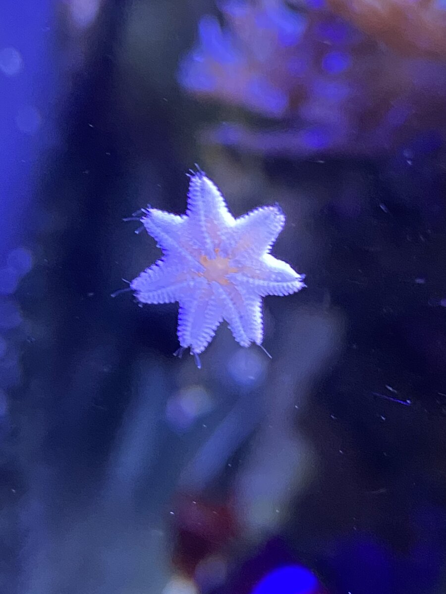 Does anyone have any unique/weird starfish? Here's my cushion star ...
