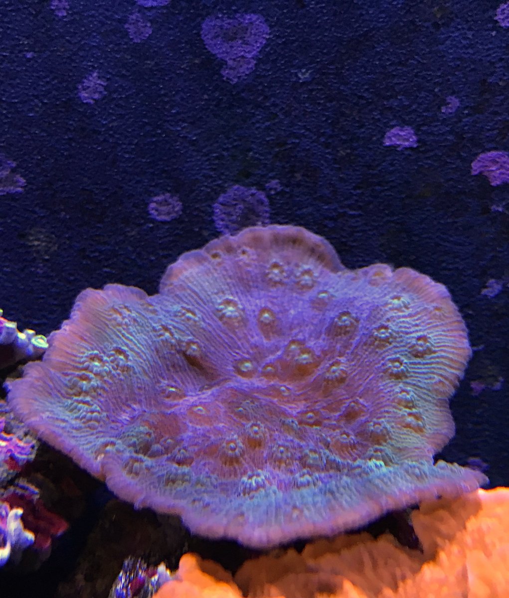 reef tank photography with iPhone | REEF2REEF Saltwater and Reef ...