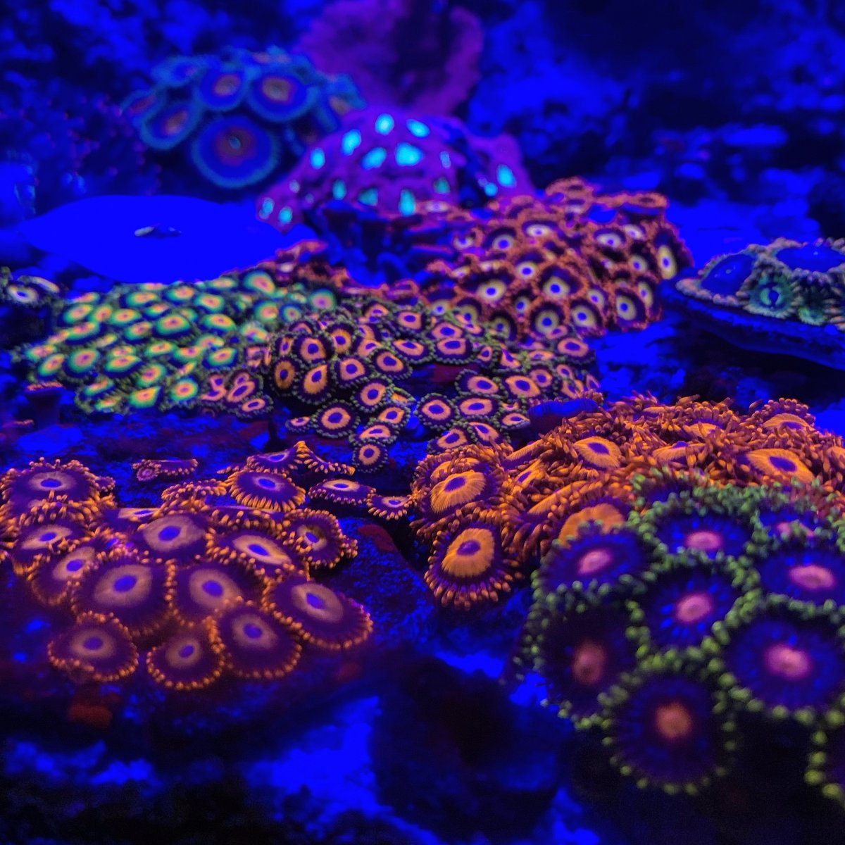 3FFB524F-AAE4-4012-BB08-3DE369D6F6B4.jpeg