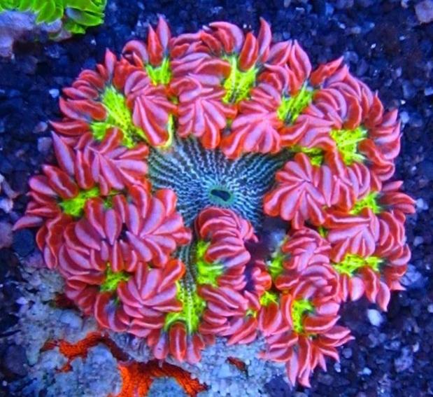 3flower-anemone-red-green-stripe.jpg