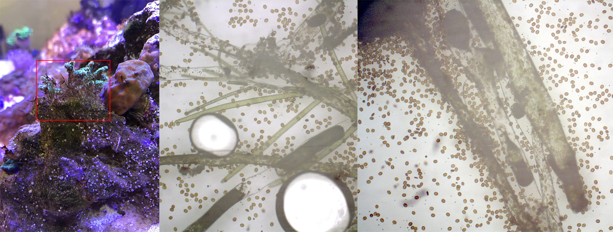 ID please: long-standing algae problem | Reef2Reef