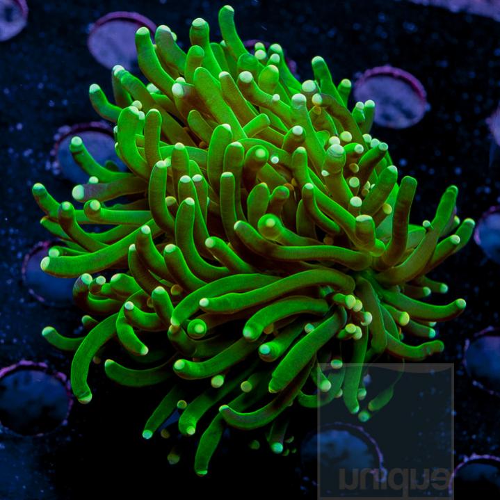 3inch-yellow-tip-green-torch-large-frag-88.jpg