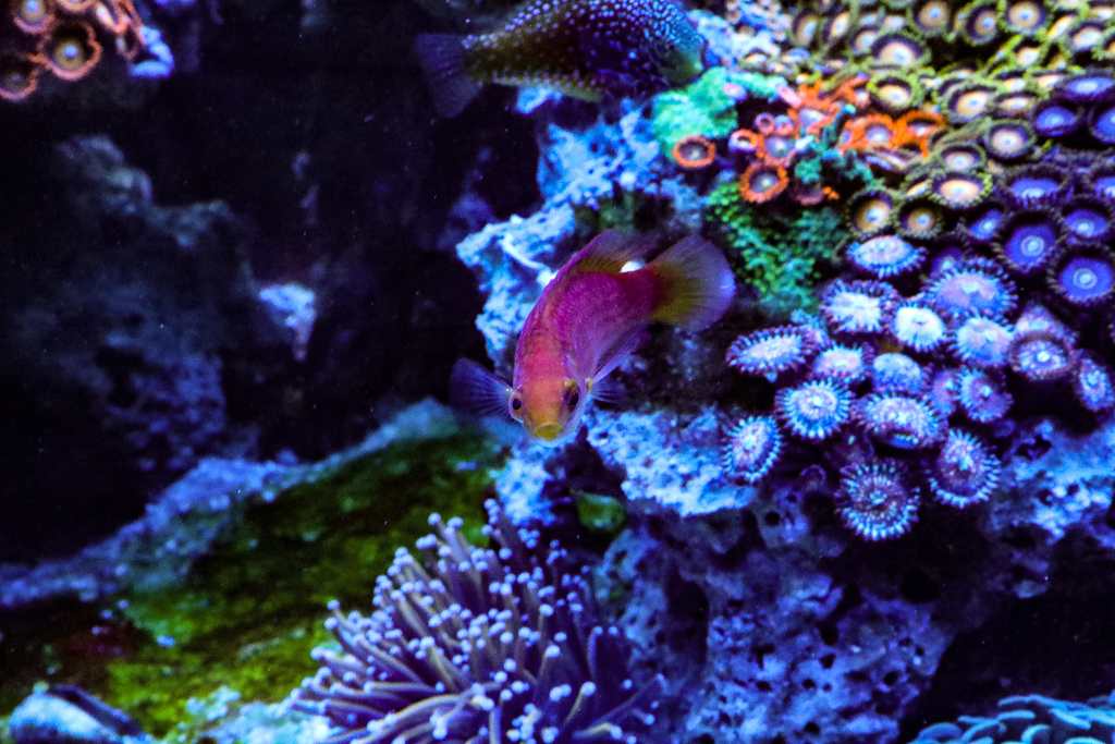 November, 2018 POTM Contest - Wrasses | Page 4 | Reef2Reef