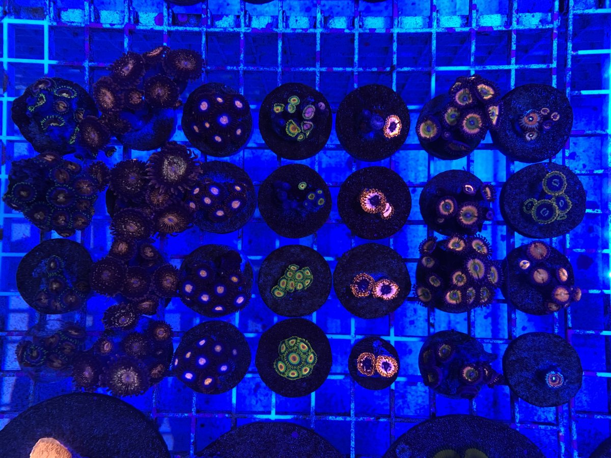 4 rows of frags.jpg