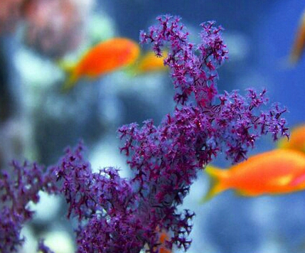 4-soft-coral-dimitris-neroulias-canvas-print-1-1.jpg