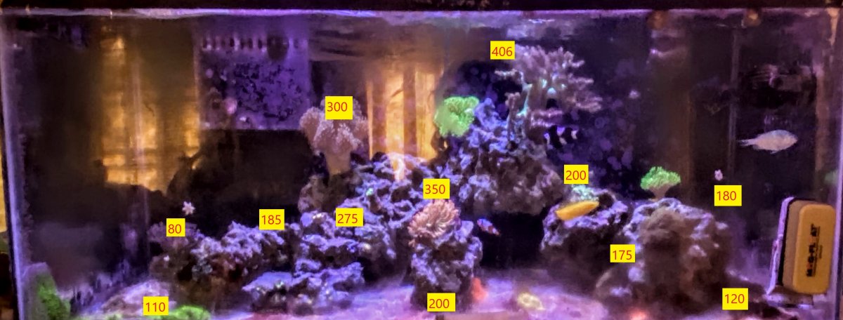 40 breeder.jpg