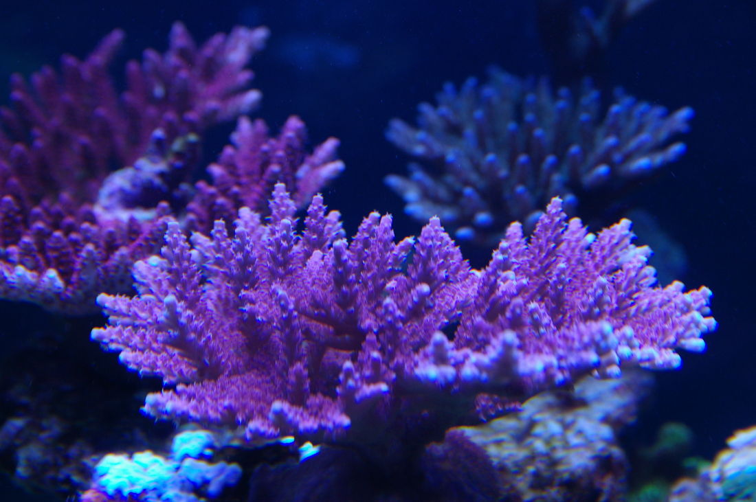400_acro.jpg