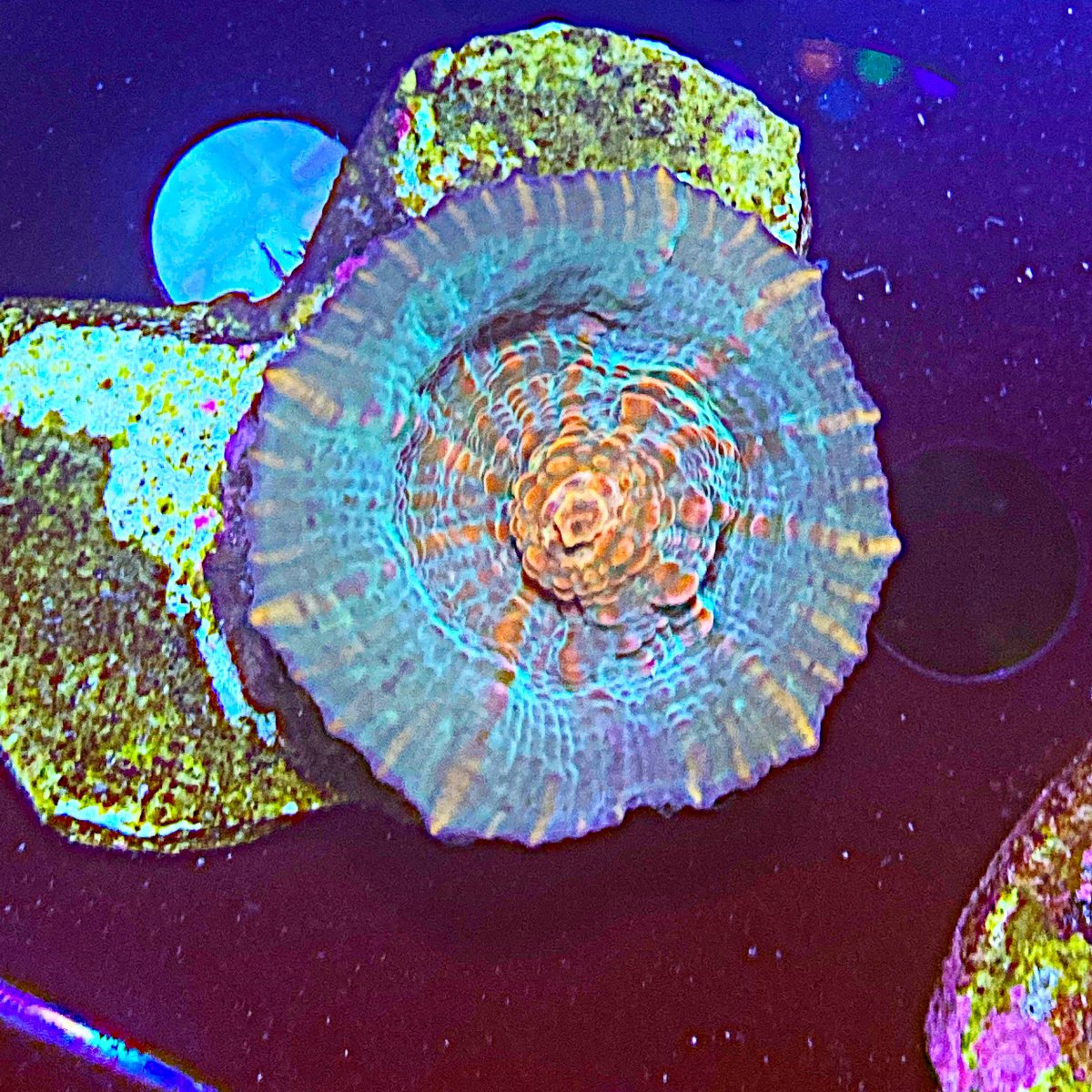 New York Corals for sale REEF2REEF Saltwater and Reef Aquarium Forum