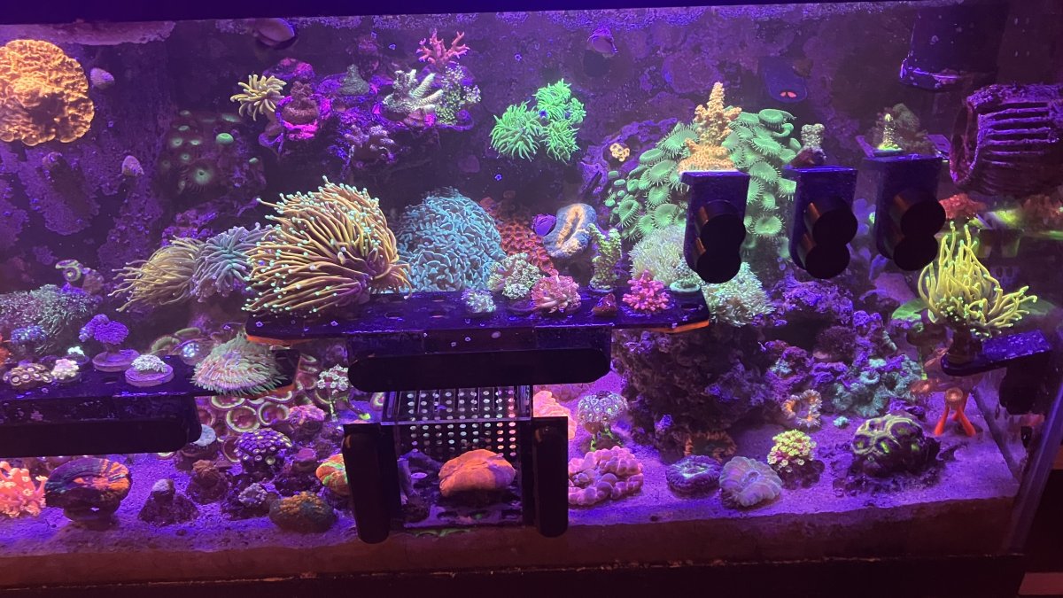 Ecotech Radion out of stock everywhere | Page 4 | Reef2Reef