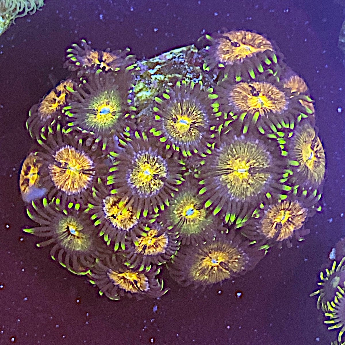 New York Corals for sale REEF2REEF Saltwater and Reef Aquarium Forum