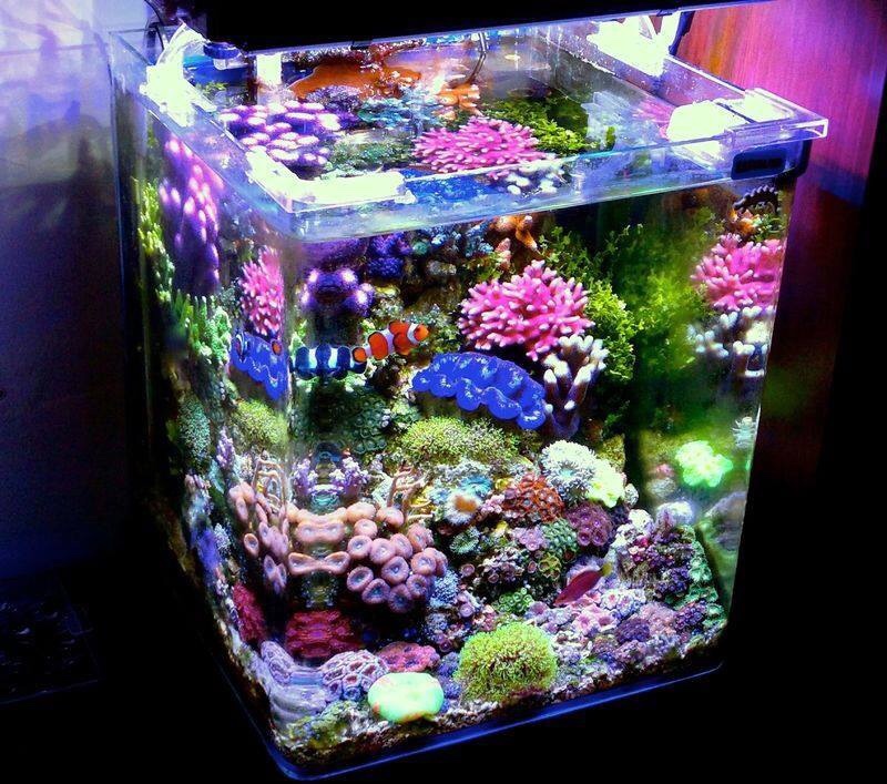 Got a PICO reef? Show it off here! | Page 2 | REEF2REEF Saltwater and