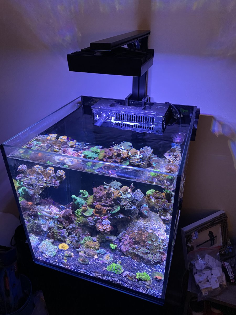 Build Thread - My little piece of the ocean! | REEF2REEF Saltwater and ...