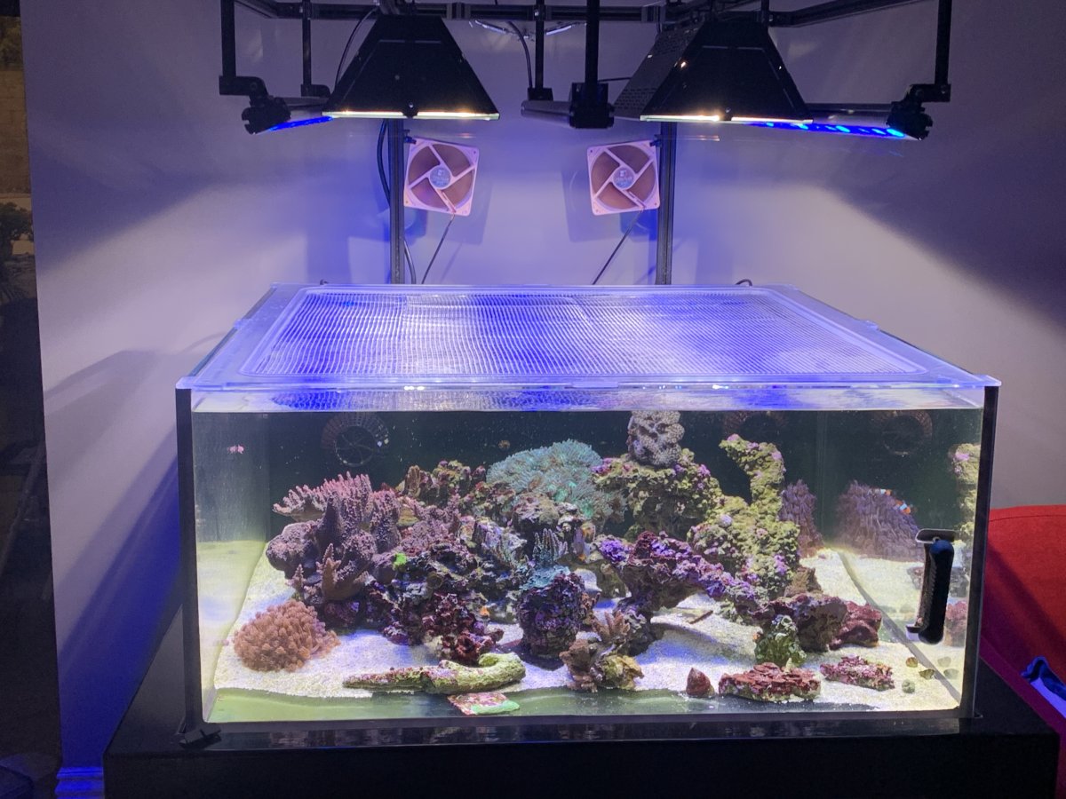 Recommendations on Metal halide bulbs REEF2REEF Saltwater and