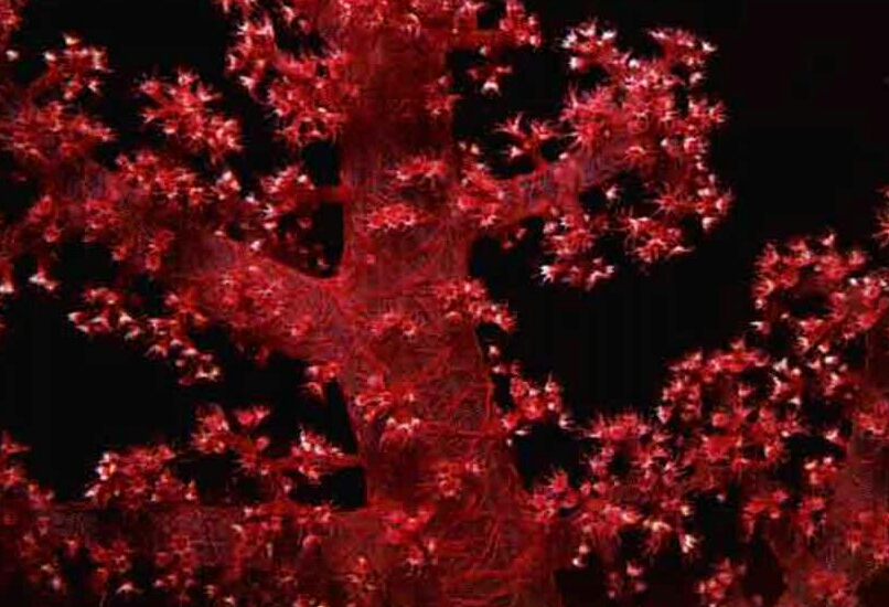 4272_111_427-gorgonian-coral-tree-1.jpg
