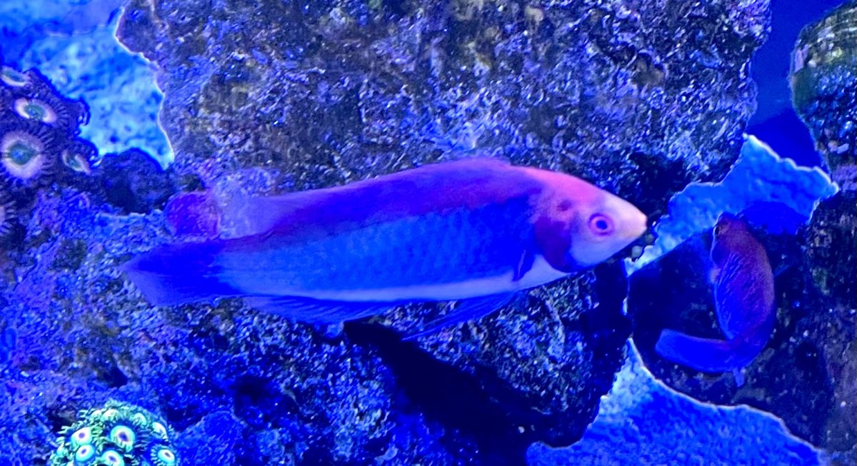 Which One of Your Fish Would Throw the Best Party? | Reef2Reef