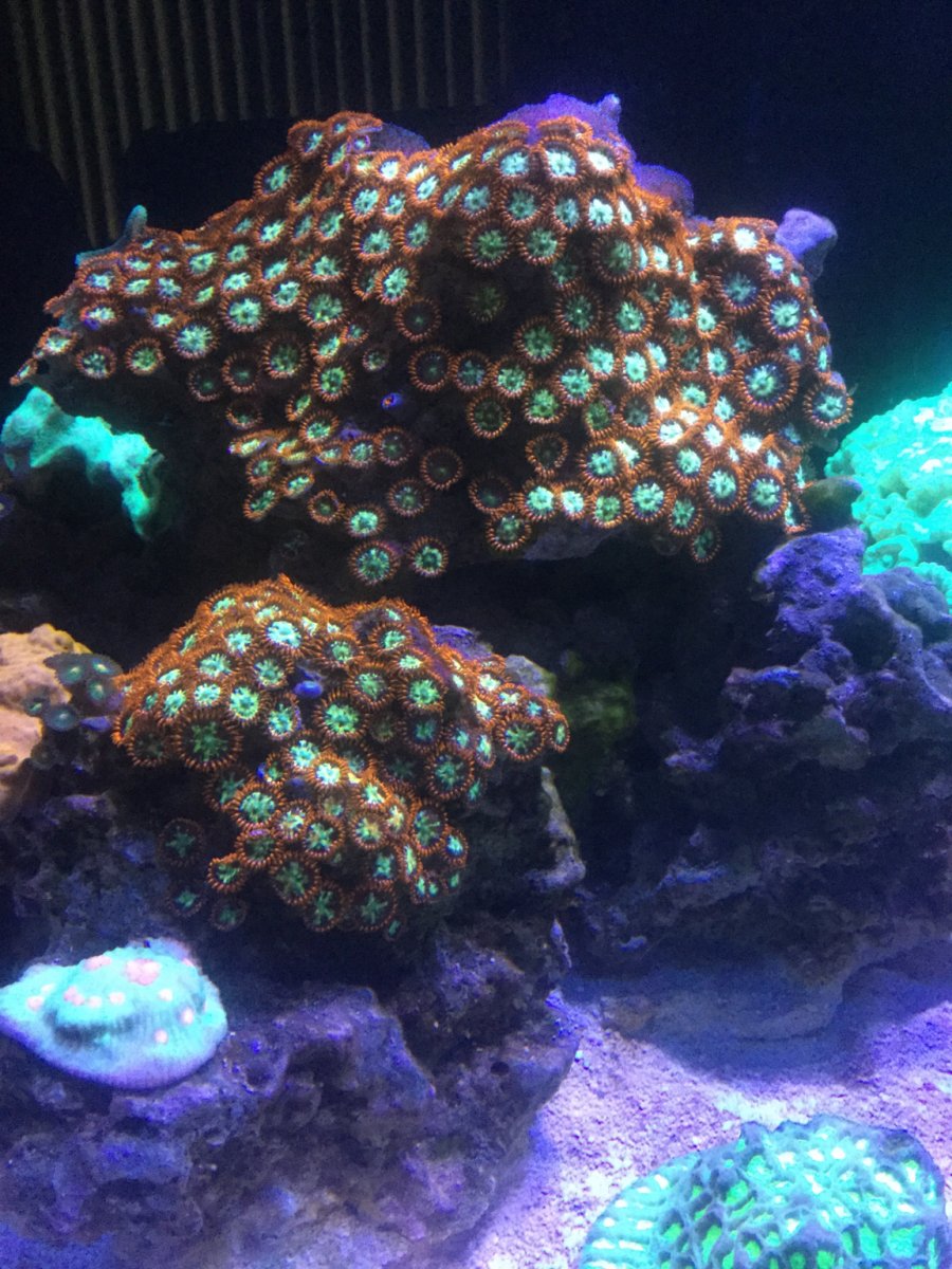 Eye Candy!!! Zoas and Palys... | Page 214 | REEF2REEF Saltwater and ...