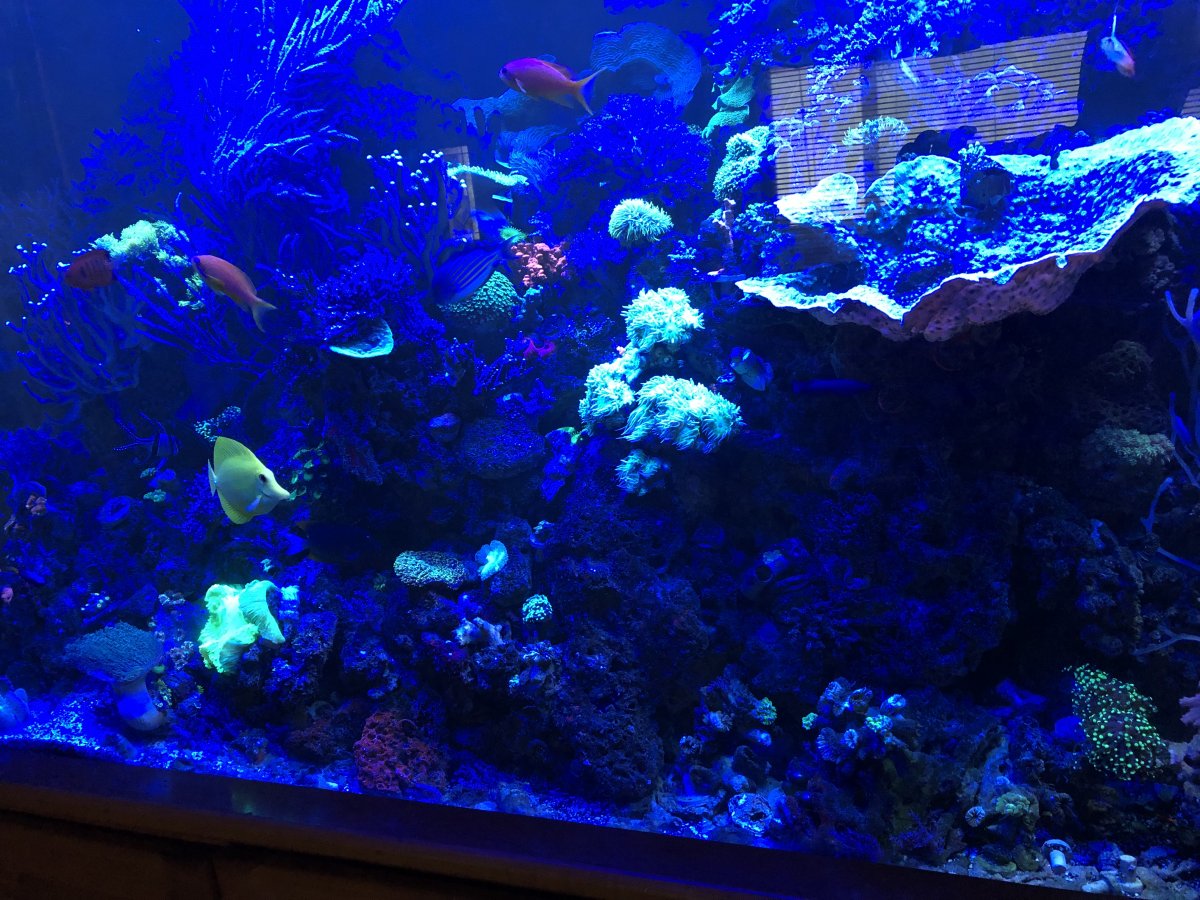 Let's see your 2019 Full Tank (FTS) Shots! | Page 17 | REEF2REEF ...