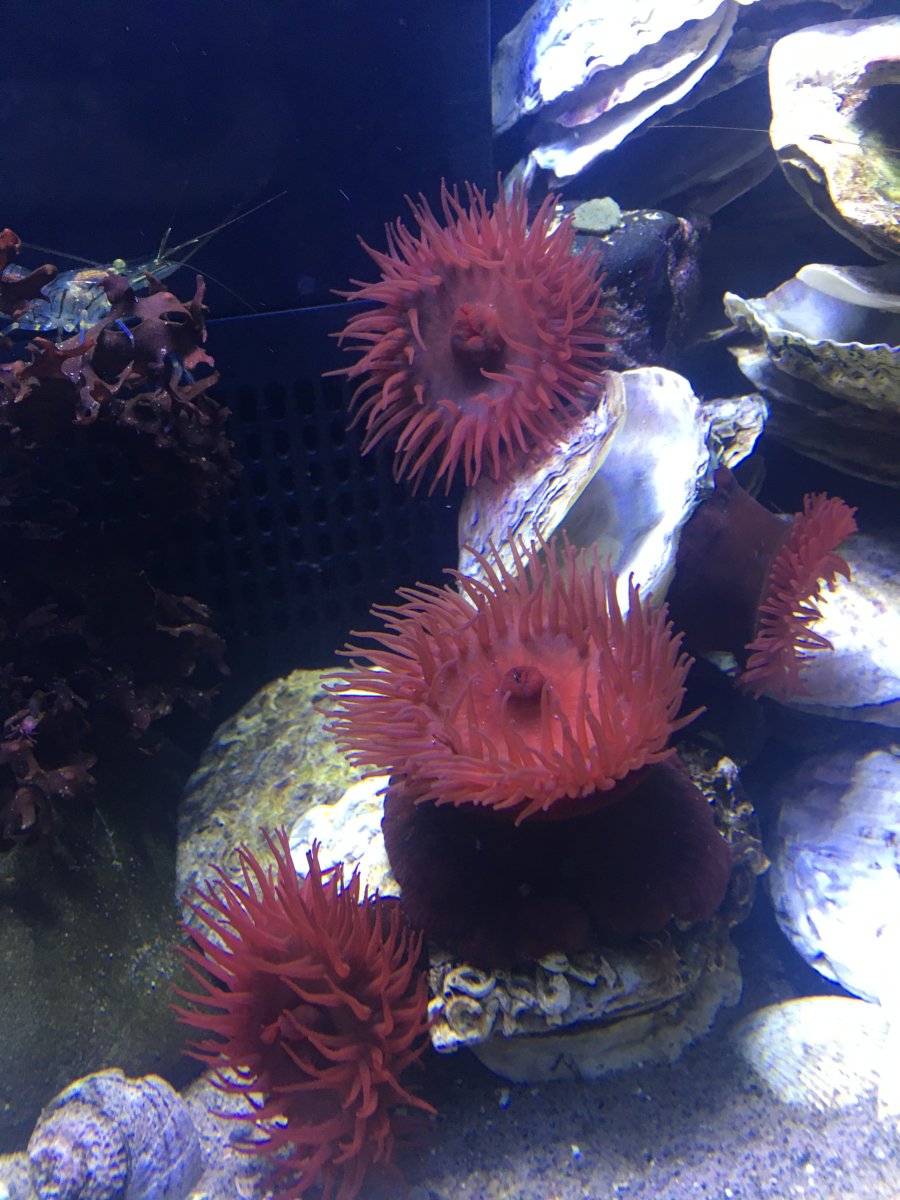 Best anemone for beginners | Reef2Reef