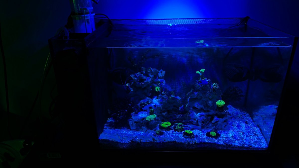 Fluval Evo 13 5 Peninsula Aquarium Journals Nano Reef Community In 2020 Saltwater Fish Tanks Fish Tank Design Reef Tank Aquascaping