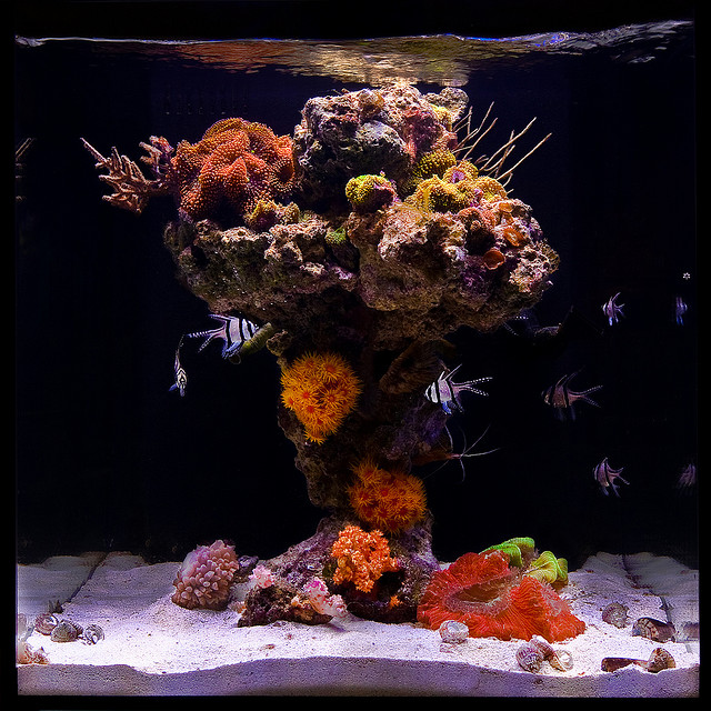 Build Thread - Johnny Ciotti's Red Sea REEFER 250 | Reef2Reef