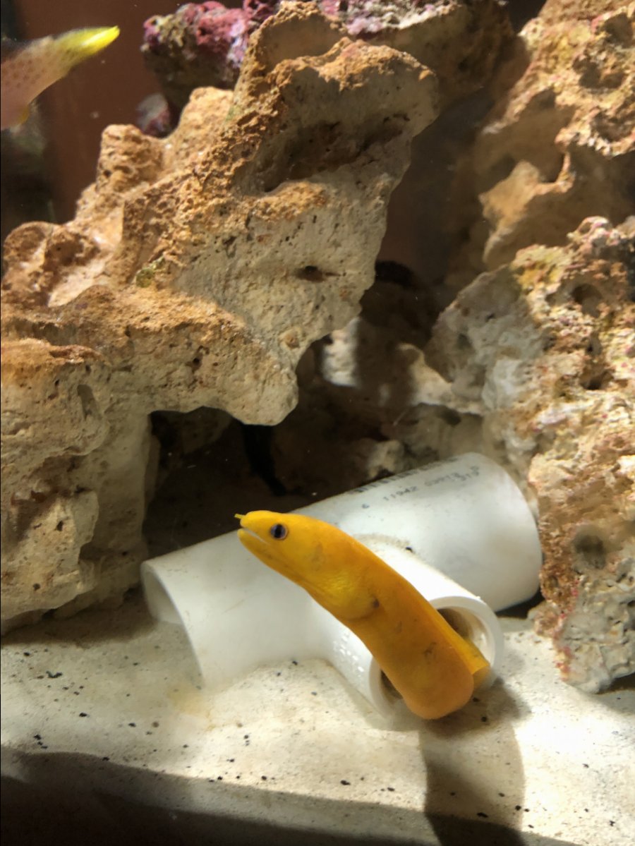 Nervous about golden dwarf moray eel | Reef2Reef