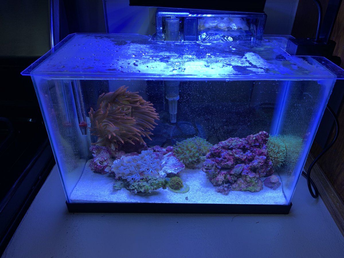 Is An Anemone Too Much For A 2 5 Pico Reef Reef2reef Saltwater And Reef Aquarium Forum