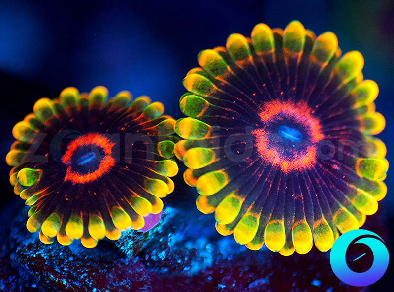 45-42-CC-Mind-Trick-zoa-A73.jpg