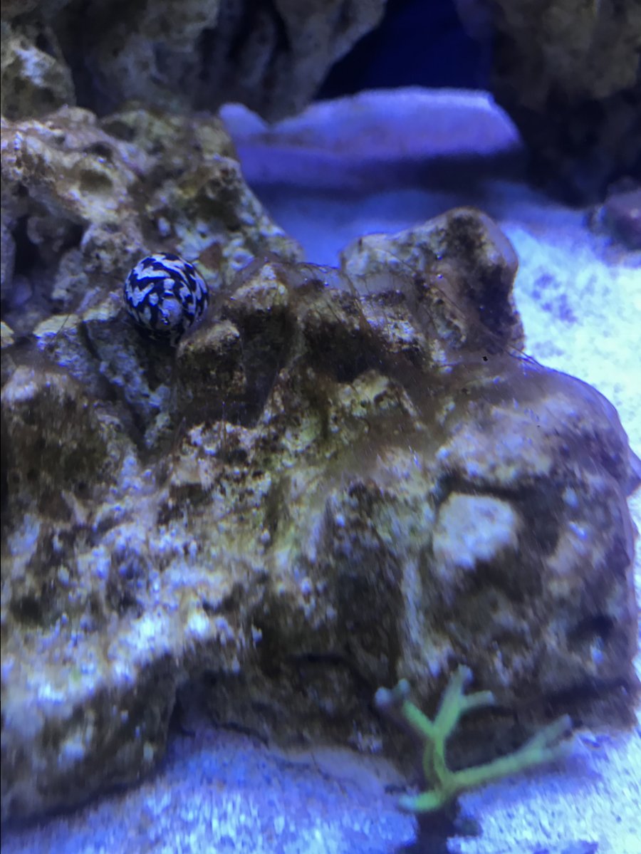 Brown slimy algae | REEF2REEF Saltwater and Reef Aquarium ...