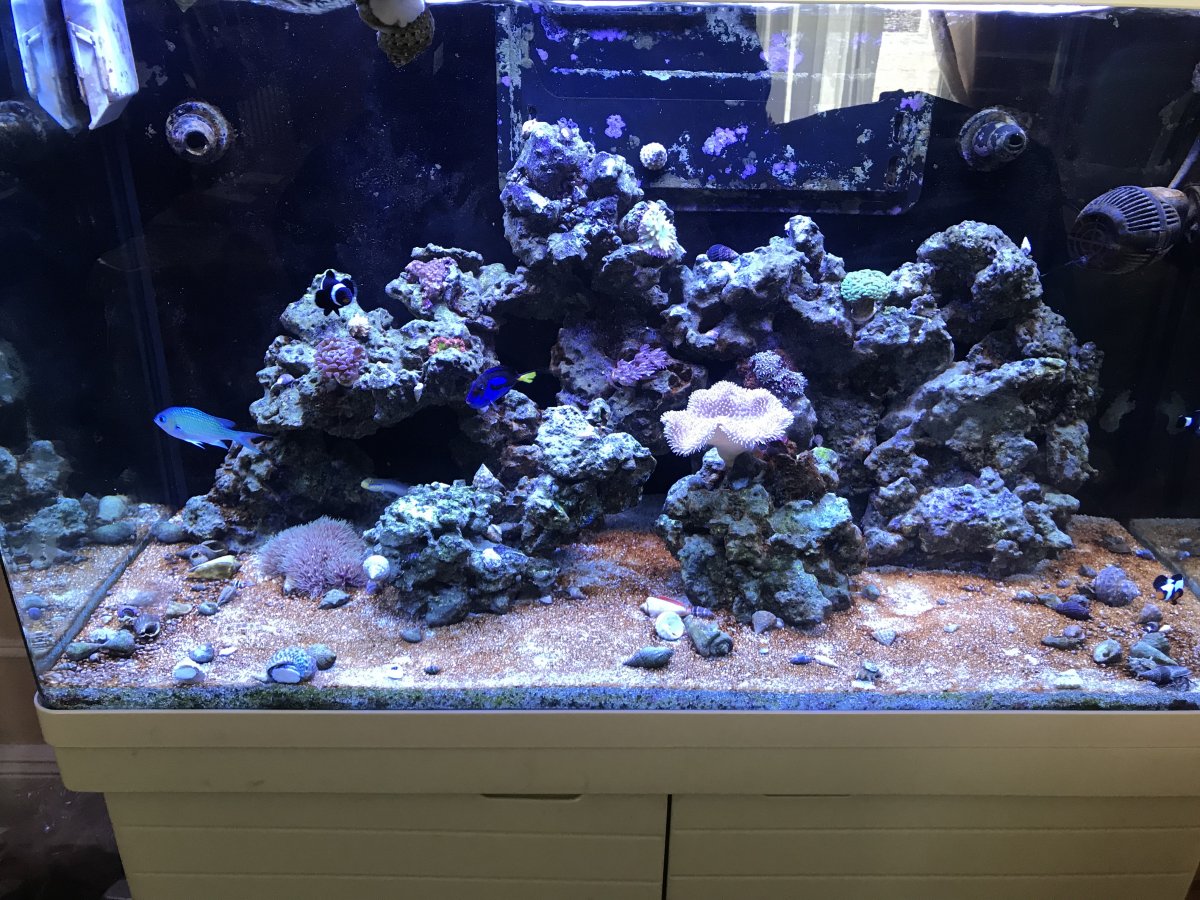 Brown/gold algae | REEF2REEF Saltwater and Reef Aquarium Forum