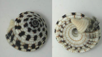 450heliacus-snail1.jpg