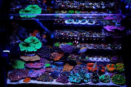 -452486438[1].jpg