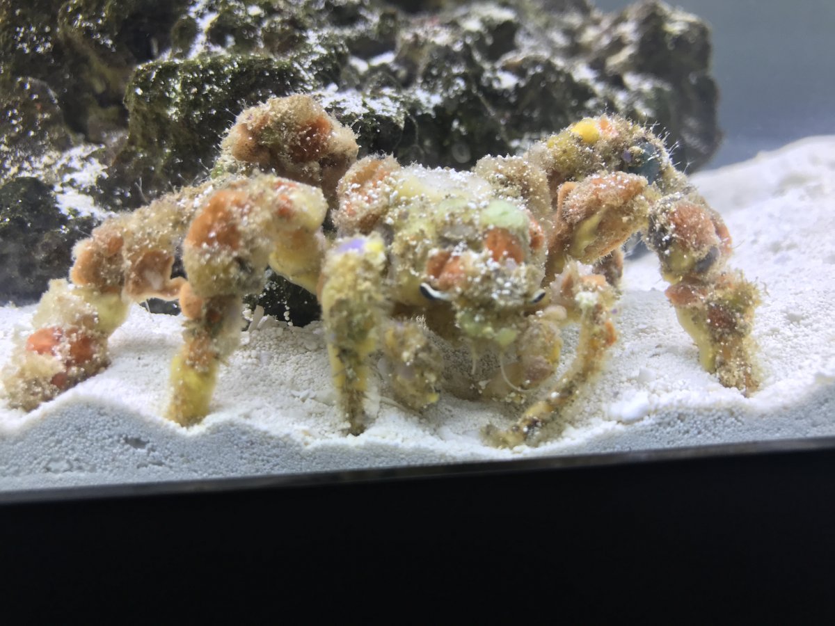 Anyone know this species of crabs name?  REEF2REEF Saltwater and Reef  Aquarium Forum