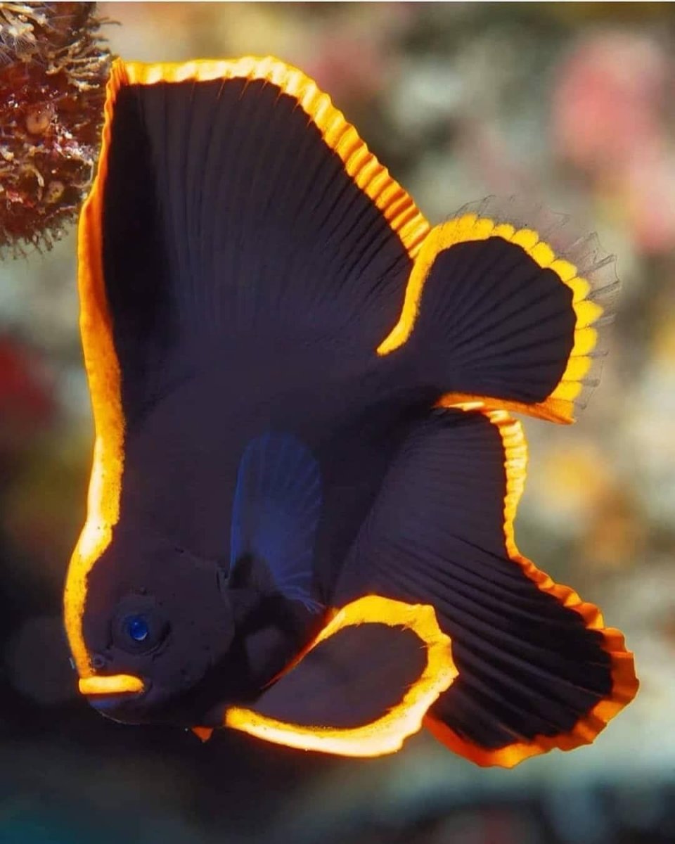Am I the only batfish person Reef2Reef