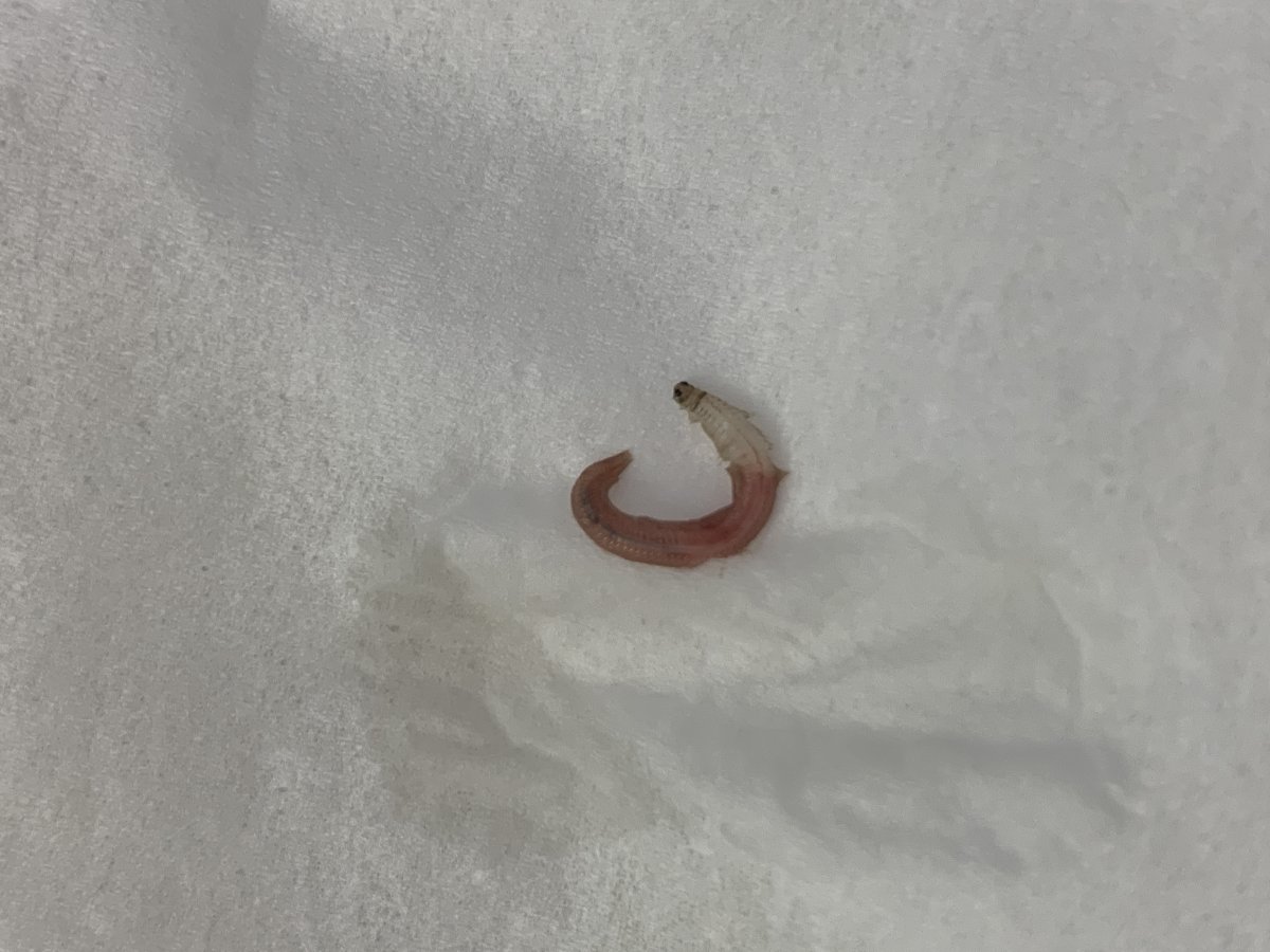 Fast swimming worm with red body/white head