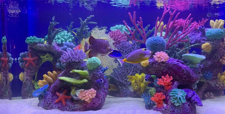 Saltwater aquarium decorations cheap