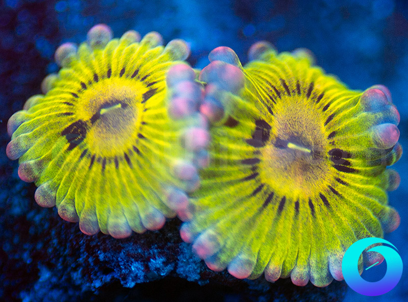 46-Chiquita-zoa-A80.jpg
