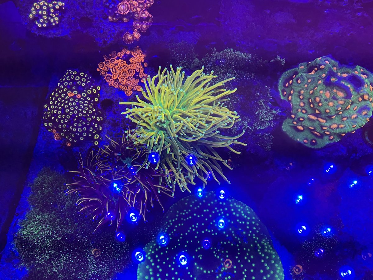 coral reef  Meet Ecoscape Reef Rock's new Centerpiece Series - CORAL