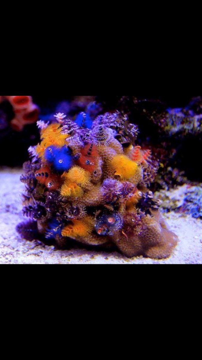christmas tree coral care