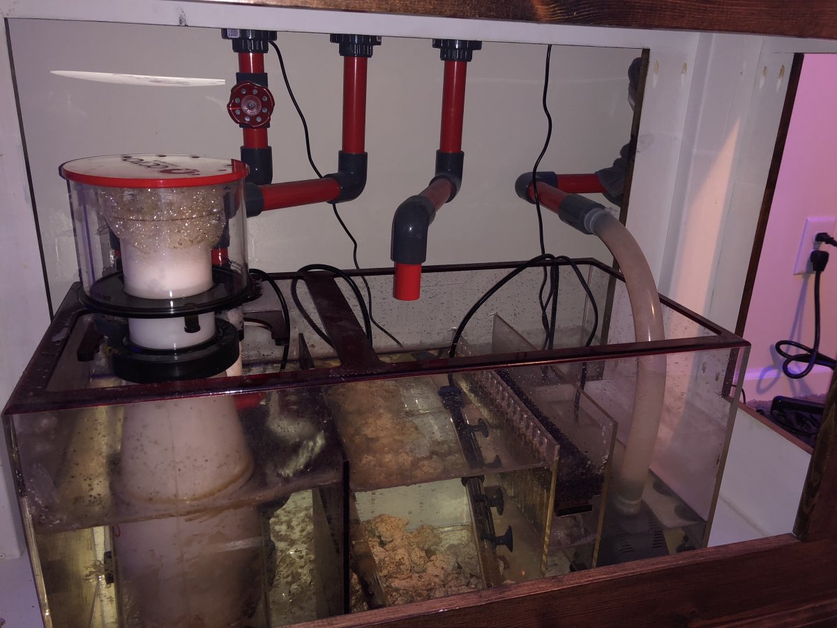 Downsizing | Reef2Reef
