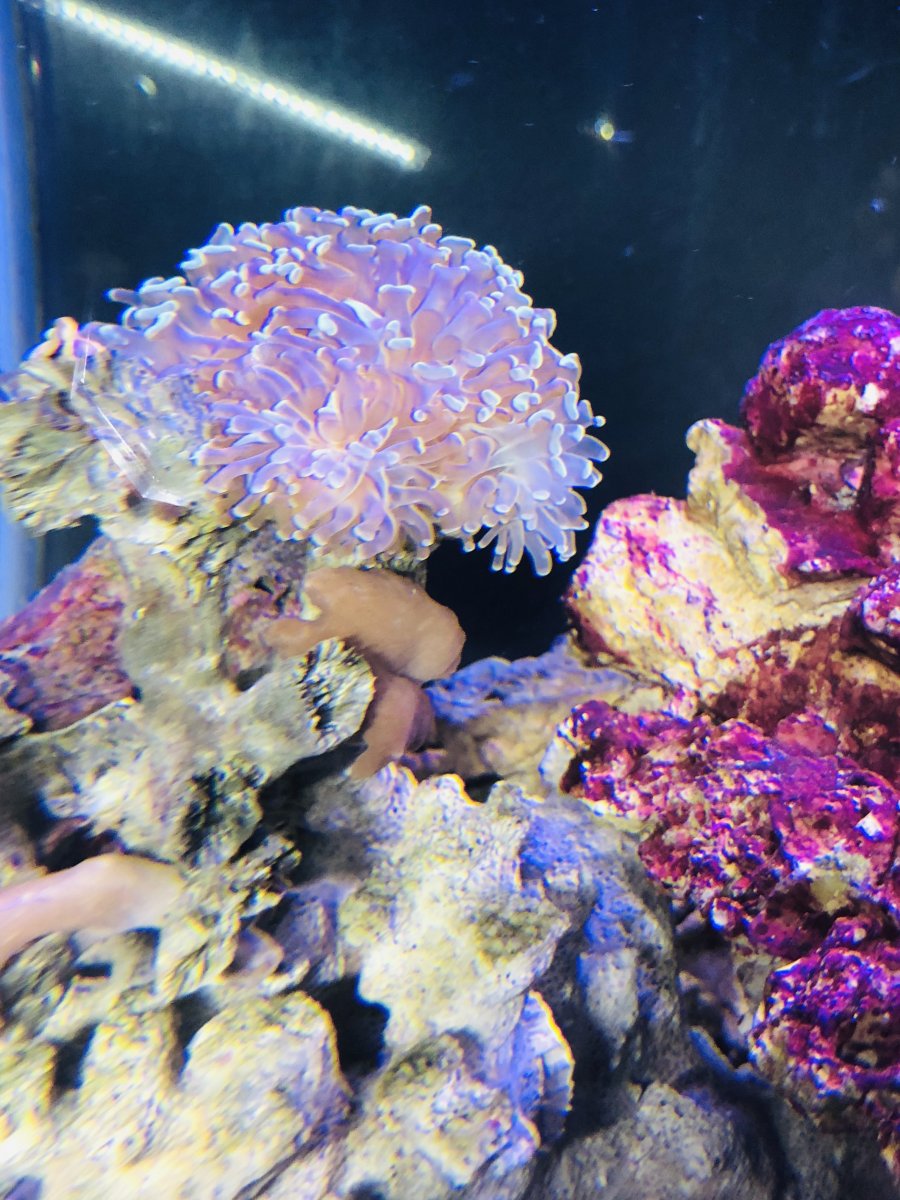Help identifying hitchhikers on a hammer coral I recently purchased ...