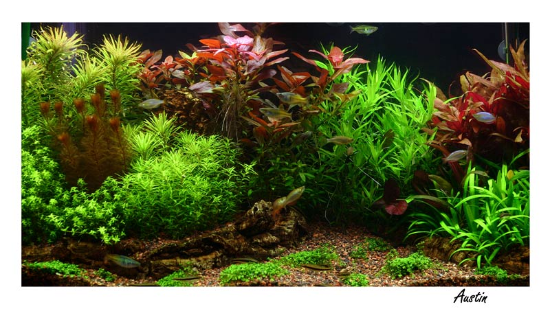 46gal.jpg