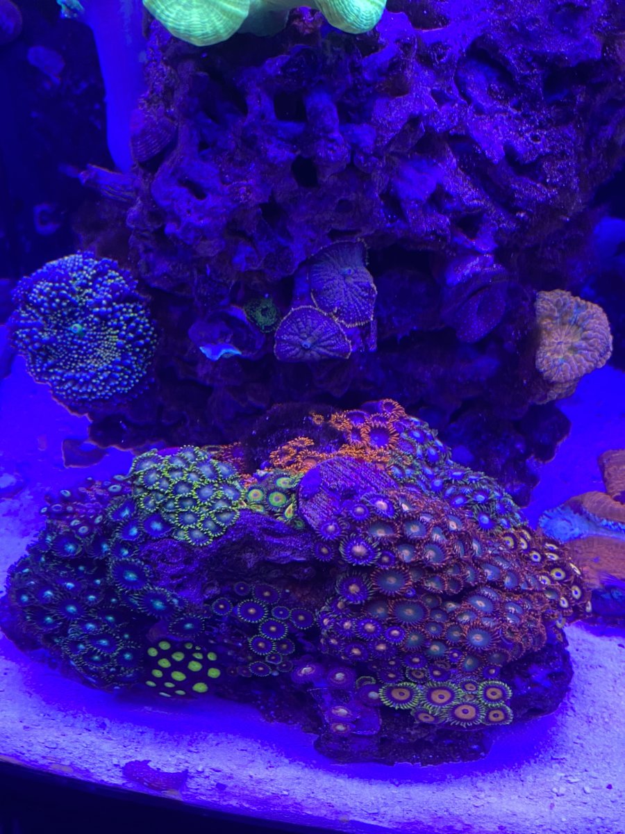 Zoa polyps not growing... | Reef2Reef