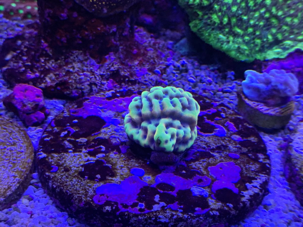Montipora Show Off Thread | Page 64 | REEF2REEF Saltwater and Reef ...